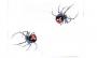 Decalco dx/sx Black widow spiders 4.125x3.25