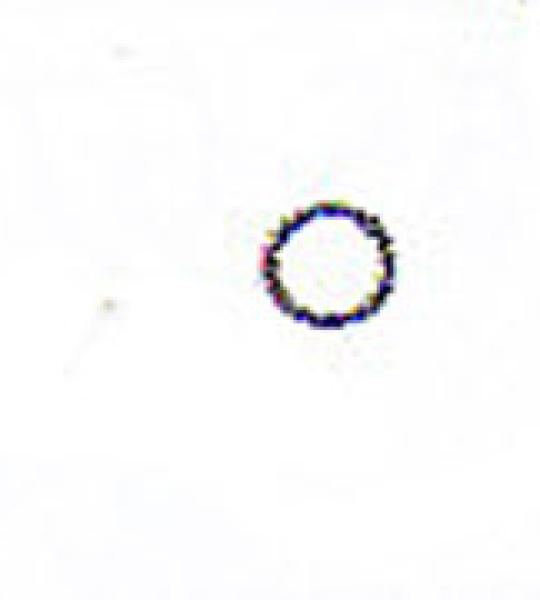 O-ring montaggio filtro olio athena per Harley Sportster Evolution e Buell 1986-1990