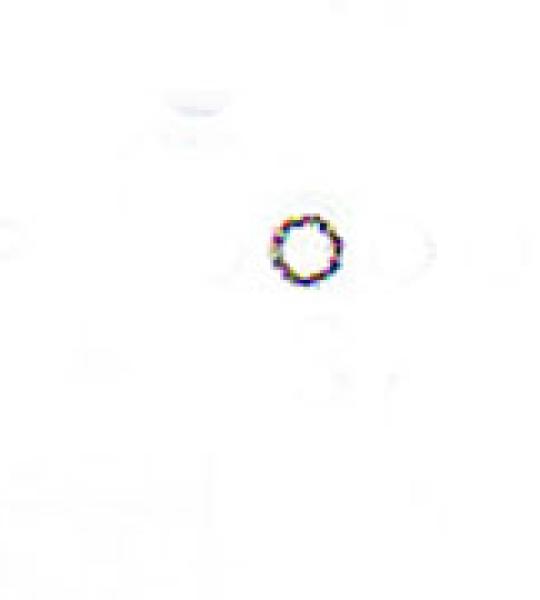 O-ring viti guida punterie Athena per Harley Sportster Evolution e Buell dal 1986 ad oggi
