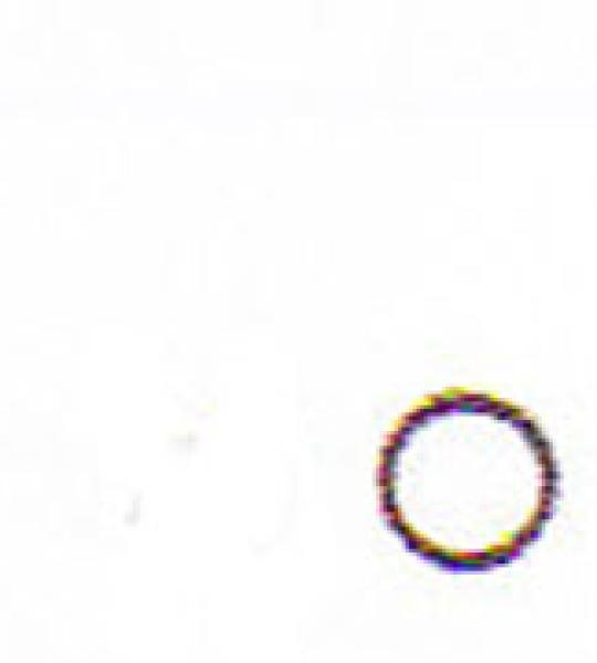 O-ring copertura asta bassa James per Harley Sportster Evolution e Buell dal 2004 ad oggi